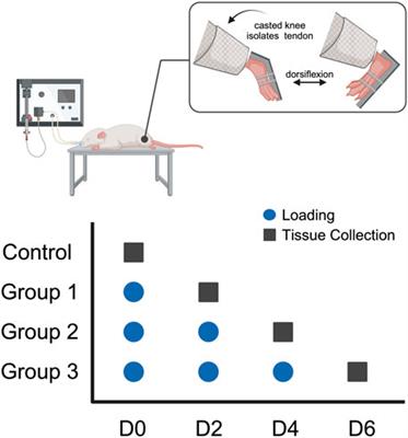Successive tendon injury in an in vivo rat overload model induces early damage and acute healing responses